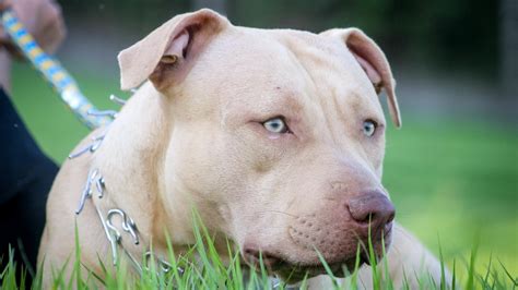 Blue Fawn Pit Bull Dog Breed Facts and Information - Pet Haver