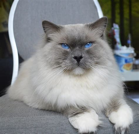 Blue Point Ragdoll Cat Breed Info: Pictures, Temperament & Traits - Catster