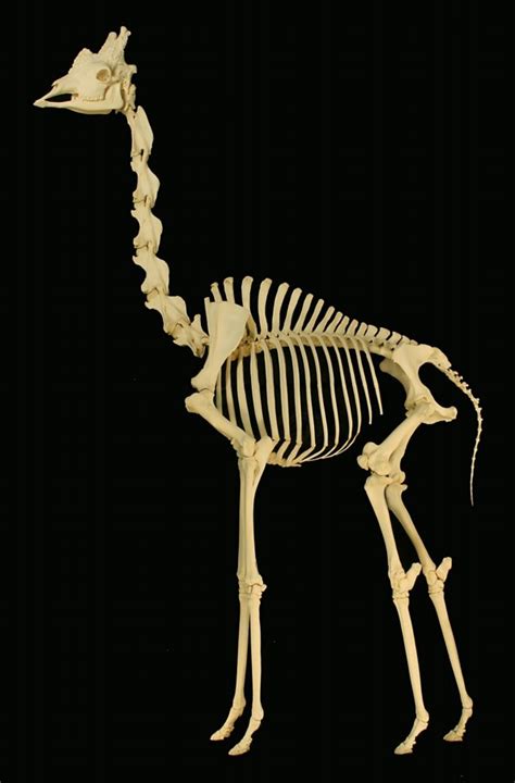 File:Giraffe skeleton.jpg - Wikipedia