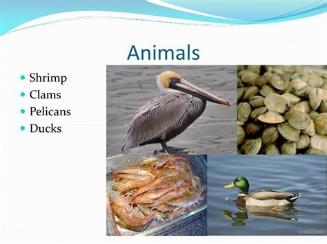 PPT - Estuary Biome PowerPoint Presentation - ID:1757950