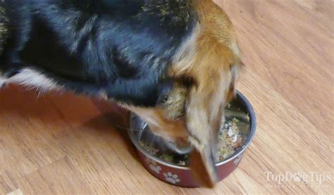 Homemade Dog Food for Hypothyroidism Recipe