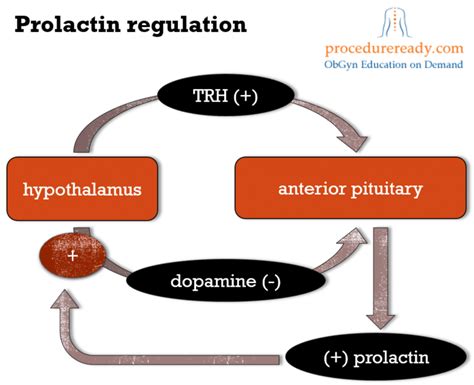 Prolactin - Functions - Regulation - Secretion - TeachMePhysiology