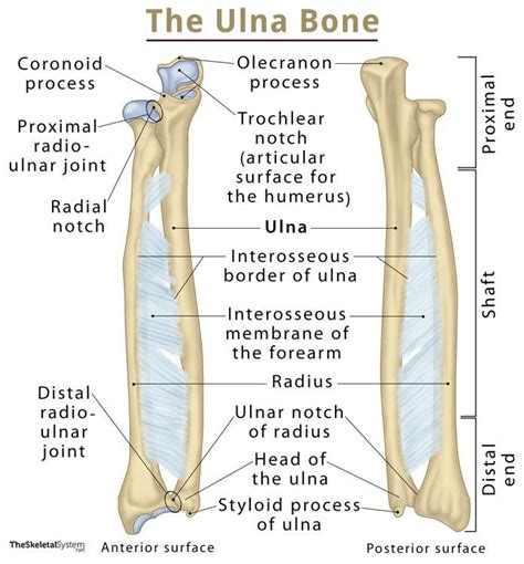 Cúbito: Definición, Ubicación, Anatomía, Funciones, Diagrama | be settled