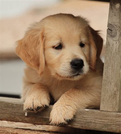 29 Top Photos Golden Retriever Puppies Middlebury Vt - Middlebury ...