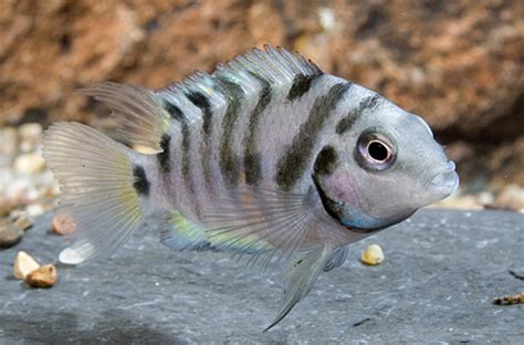 Black Convict Cichlid - medium/select - Bluegrassaquatics.com