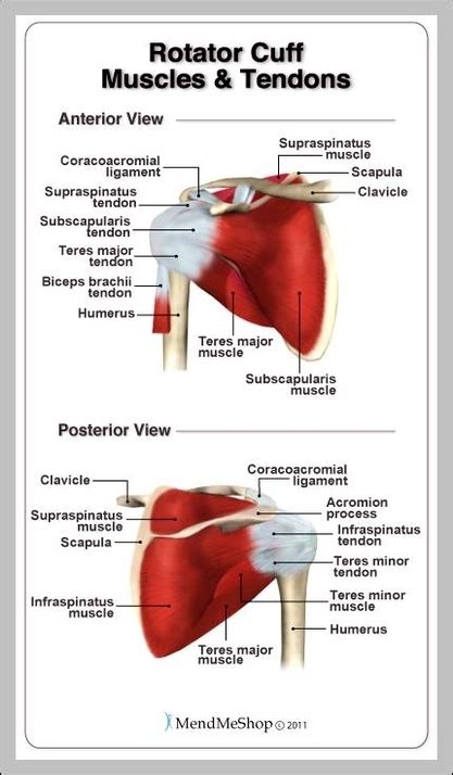 Muscles and tendons in the shoulder - Graph Diagram