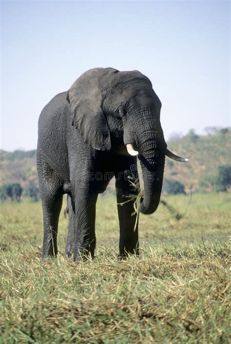 Elephant eating grass stock photo. Image of pasture, africa - 1964750