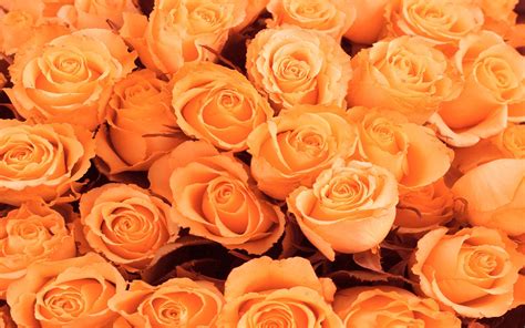 Orange Rose Flowers Wallpaper Hd | Best Flower Site