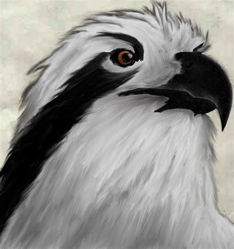 Osprey-Bald Eagle Hybrid by Ozawk on DeviantArt