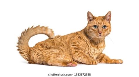 Very Old Ginger Cat Lentigo On Stock Photo 1928351828 | Shutterstock