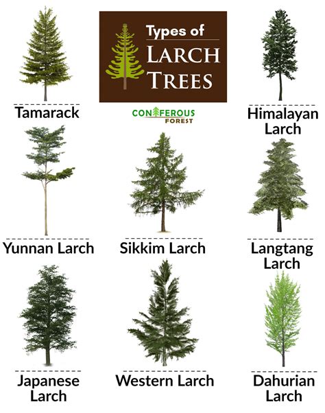 Larch Tree: Resilient Evergreen with Unique Features