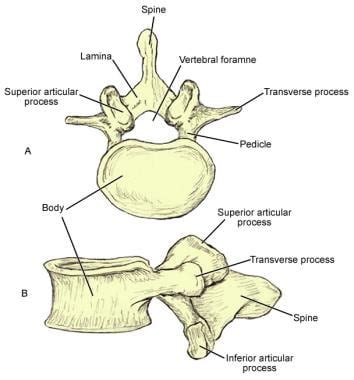 Lumbar Spine Anatomy: Overview, Gross Anatomy, Natural Variants