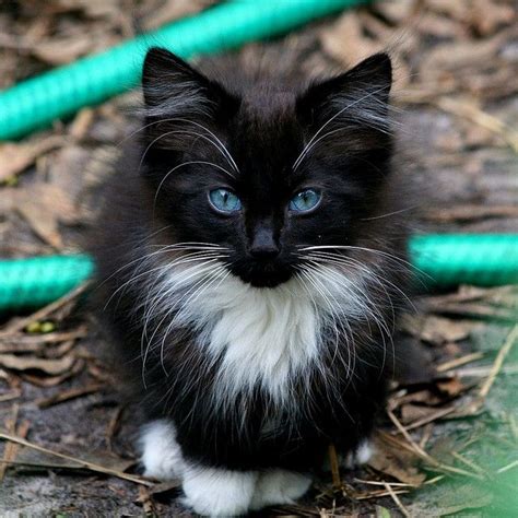 Cute Black And White Cat Blue Eyes