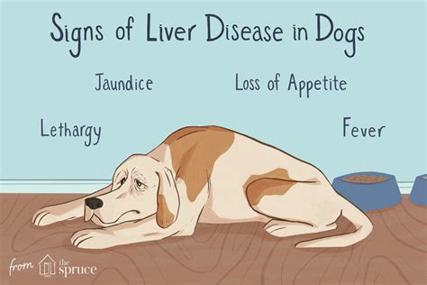 Why Would A Dogs Liver Enzymes Be High