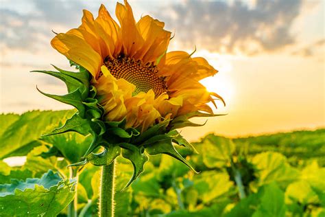 [100+] Beautiful Sunflower Pictures | Wallpapers.com