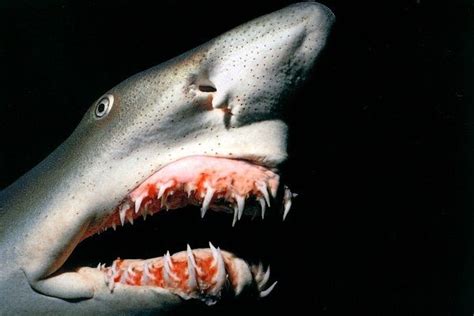 Goblin Shark Teeth images | Goblin shark, Weird looking animals, Animal ...