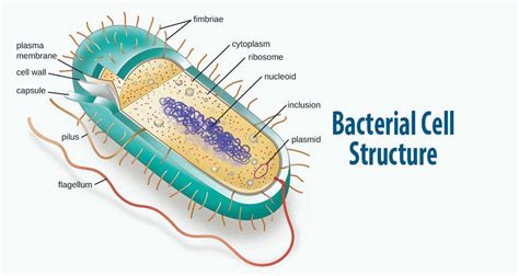 A Bacterial Cell With Flagella That Cover The Surface Is Called - About ...