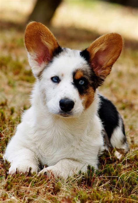 Corgi Puppies For Sale In Maine | PETSIDI