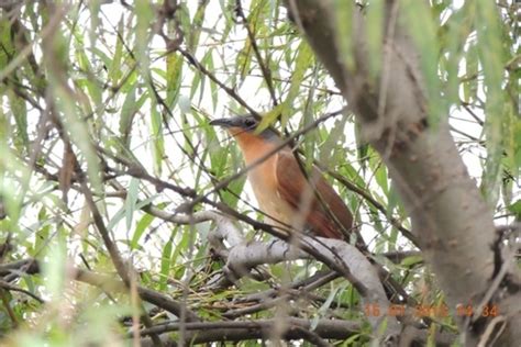 Birds of Ecuador · iNaturalist