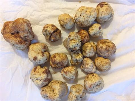 Oregon White Truffle - Real Fungi - the best quality wild mushrooms ...