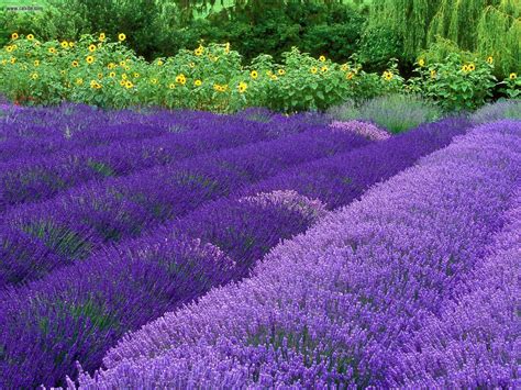 Beautiful Lavender - Flowers Photo (34658213) - Fanpop