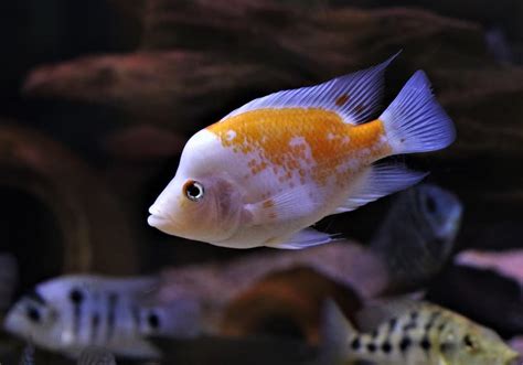 Red Devil Cichlid 101: Care, Diet, Tank Size, Tank Mates & More ...