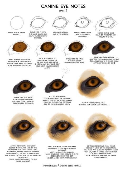 Canine Eye Notes pt 1 by TamberElla on DeviantArt