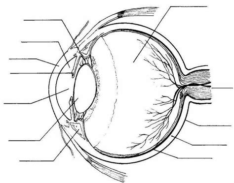 Eye diagram labeled