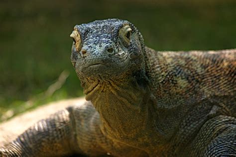 Komodo Dragon Wallpapers Images Photos Pictures Backgrounds