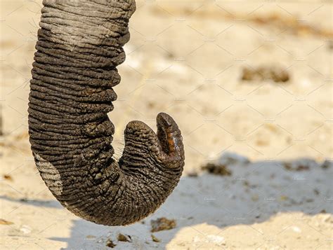 Elephant Trunk in detail | Nature Stock Photos ~ Creative Market