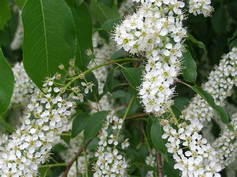 Wild Cherry Tree in Bloom: May | Flickr - Photo Sharing!