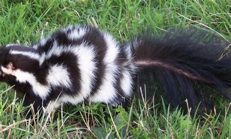 eastern spotted skunk - Google Search | Skunk, Coding, Panda bear