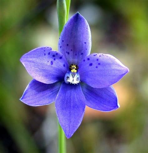 australian native flora - Google Search | Australian native flowers ...