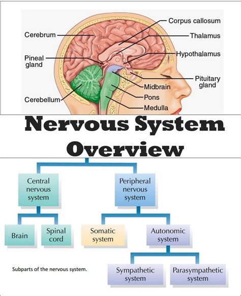 Brain Nervous System Neuroscience Teaching Materials | Nervous system ...