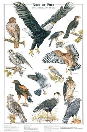 Birds of Prey Poster 1 - Shows 13 Raptor Species of North America ...