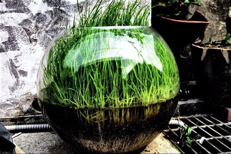 How to Grow Plants in Water: All You Need to Know