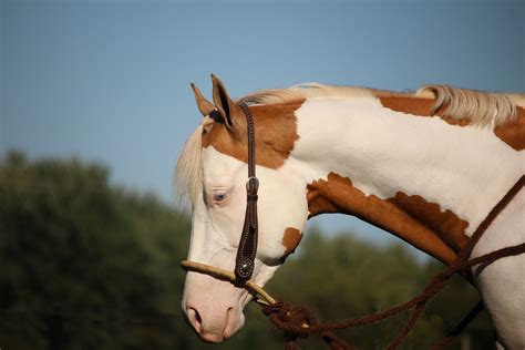 Stallion at Stud, APHA/AQHA Intoxication. Beautiful horse, sooty ...