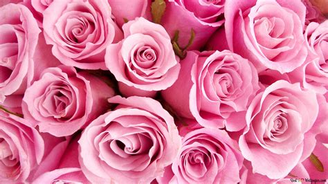 Beautiful view of pink Roses 2K wallpaper download