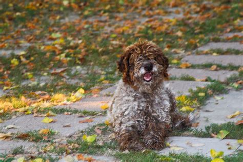 A Truffle Hunting Dog at Le Occare (near Ferrara, Italy) | Flickr ...