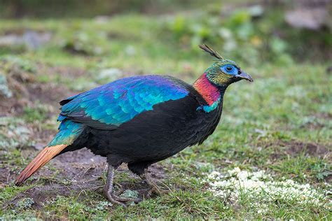 Himalayan Monal-Nepal National Bird