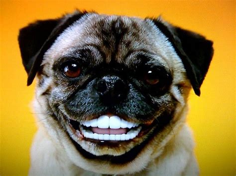 Pug With Dentures Picture - m5x.eu | Smiling dogs, Pugs, Dog breath