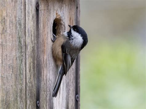 Black-capped Chickadee Nesting (Complete Guide) | Birdfact