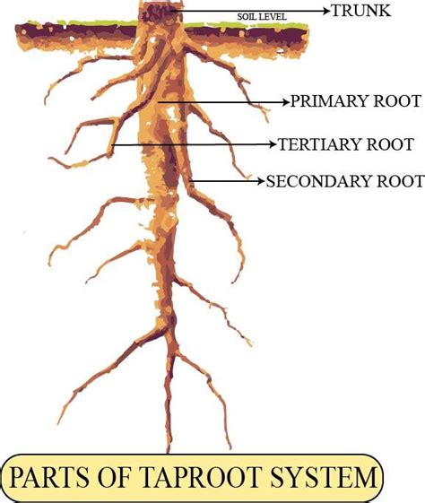 Label the diagram of the taproot system and write its significance.\n ...