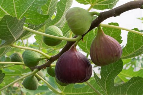 The Indoor Fig Tree | Indoor Citrus and Fruit Trees