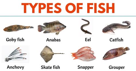 79 Types of Fish from All Around the World - ESL Forums