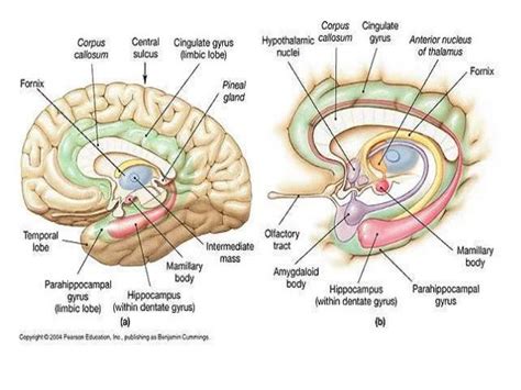 Hippocampus Function Brain - fasrag