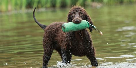 Irish Water Spaniel Dog Breed Guide | Gundog Journal