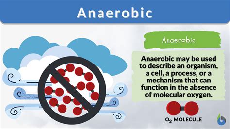 Anaerobic - Definition and Examples - Biology Online Dictionary