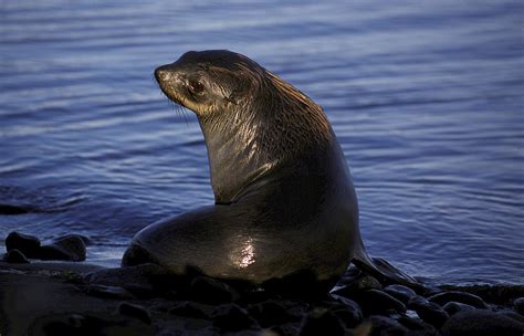 Fur seals – Australian Antarctic Program