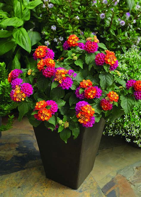 Propagation Rooting time: Lantanas should be stuck immediately upon ...